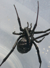 Southern Black Widow